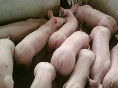 符离养猪专业户